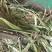 青贮牧草