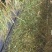 青贮牧草