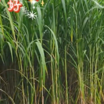 青贮牧草