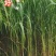 青贮牧草