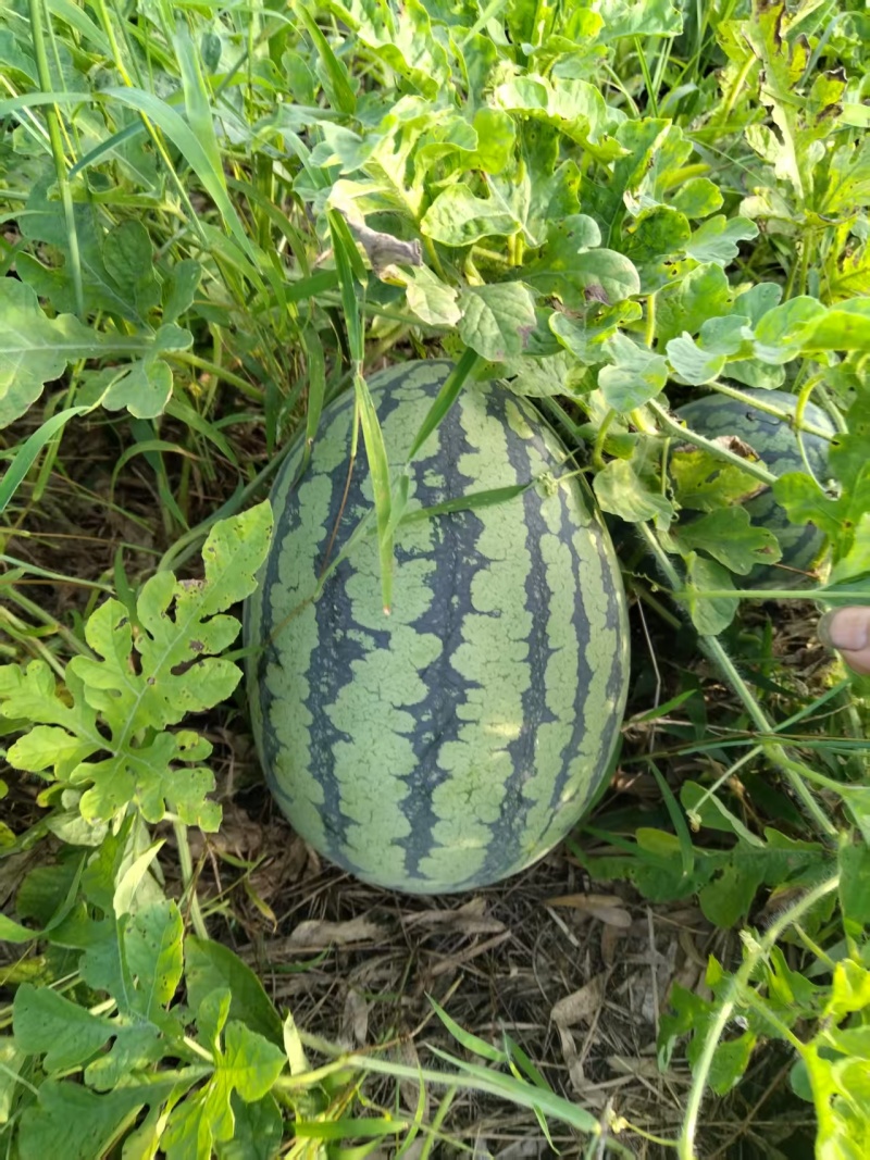 甜王瓜