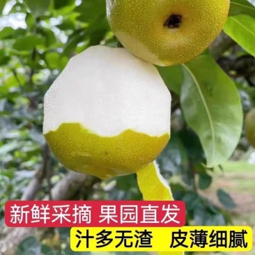 上海精品翠冠梨，一手货源，可对接一件代发电商商超等