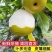 上海精品翠冠梨，一手货源，可对接一件代发电商商超等