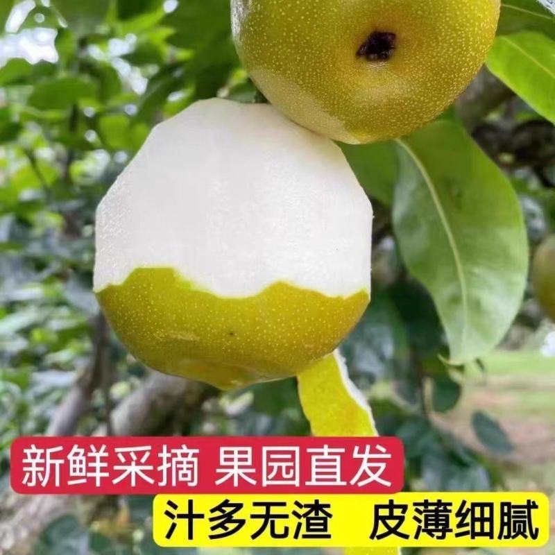 上海精品翠冠梨，一手货源，可对接一件代发电商商超等