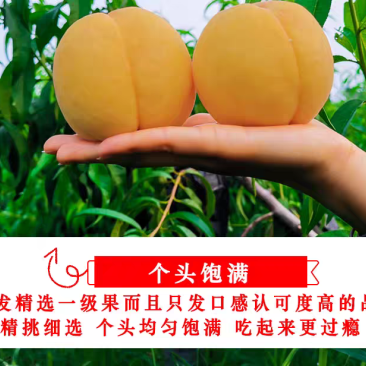 怀化高山黄桃精选大果