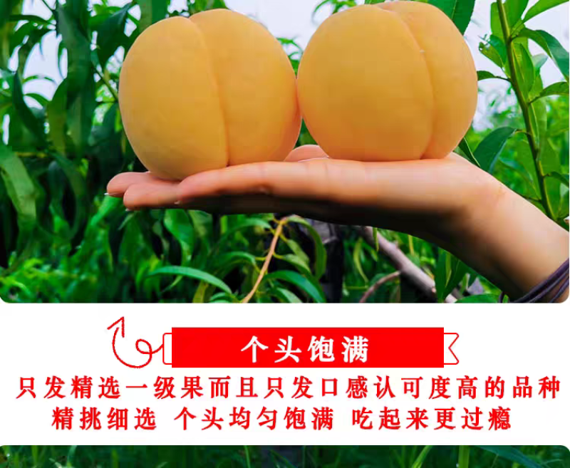 怀化高山黄桃精选大果