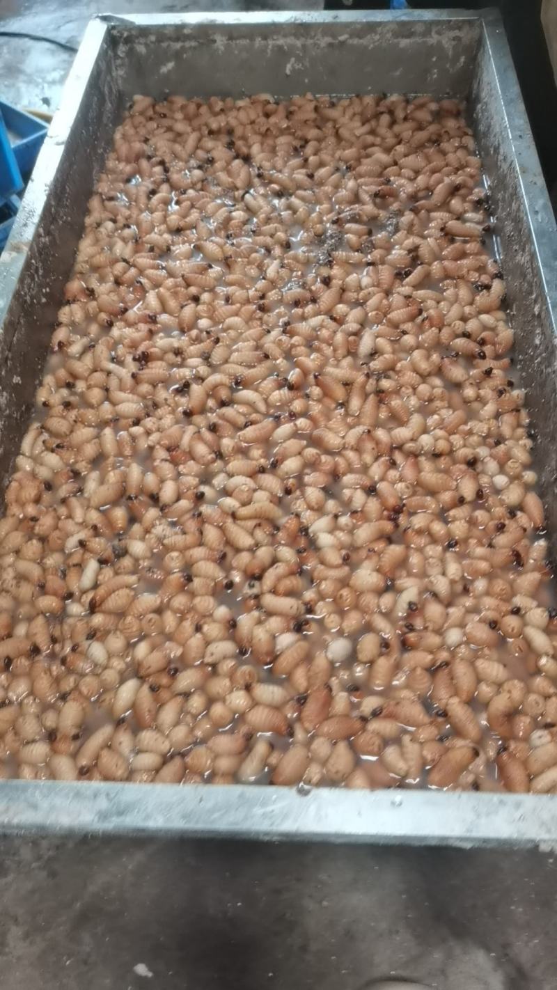 广东特产竹虫个大肉多口感好价格实惠欢迎选购