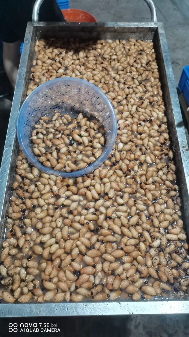 广东特产竹虫个大肉多口感好价格实惠欢迎选购