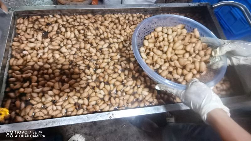 广东特产竹虫个大肉多口感好价格实惠欢迎选购