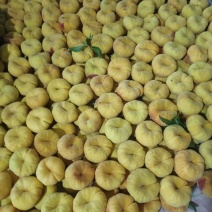 黄毛盘