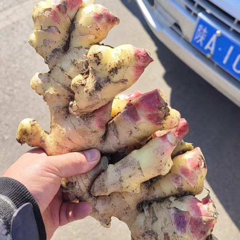 山东优质鲜姜大量上市需要的老板电话咨询