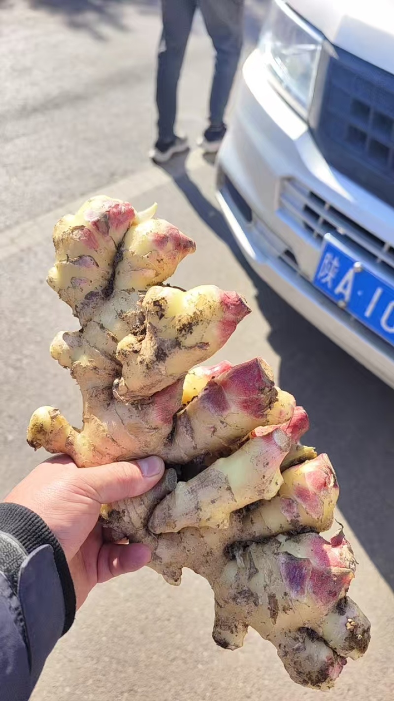山东优质鲜姜大量上市需要的老板电话咨询