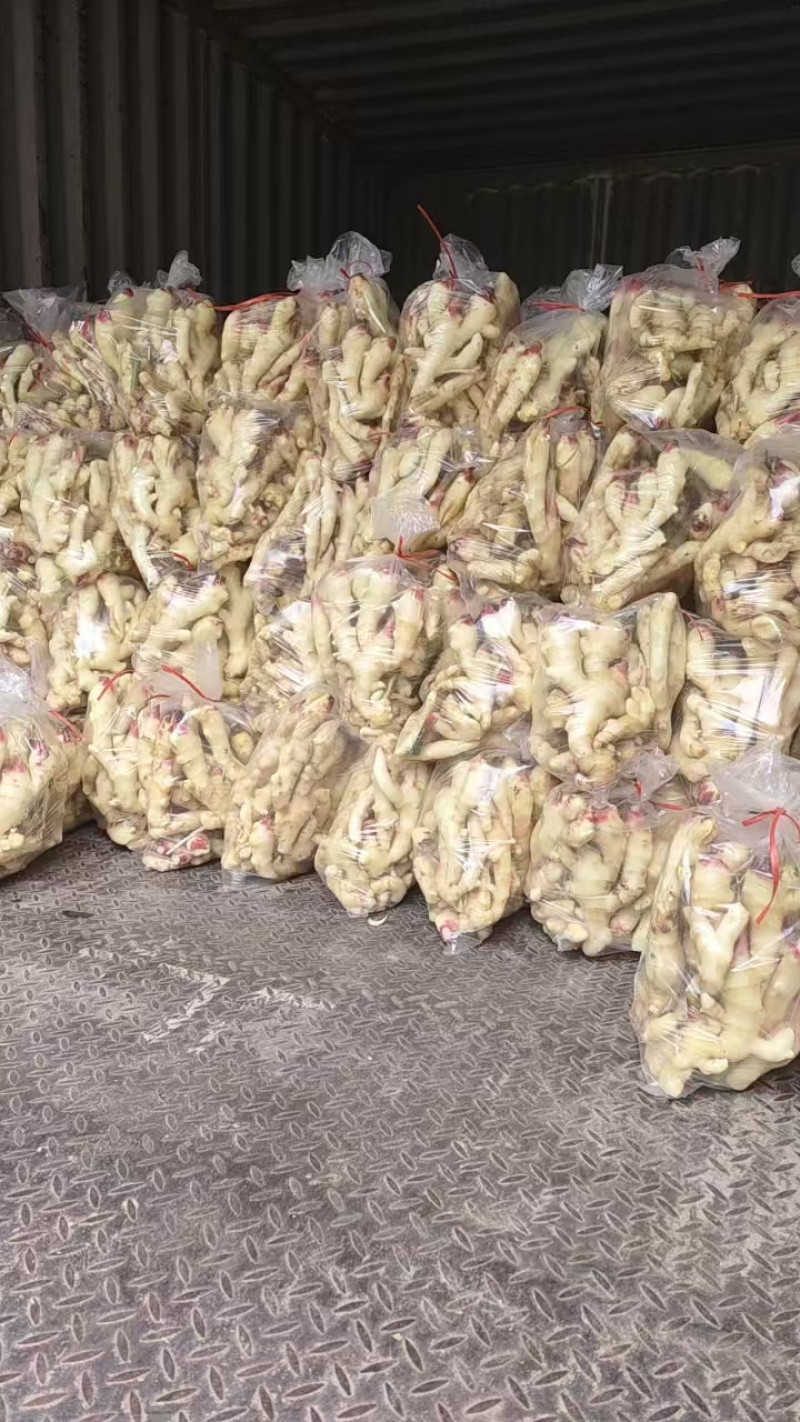 山东优质鲜姜大量上市需要的老板电话咨询