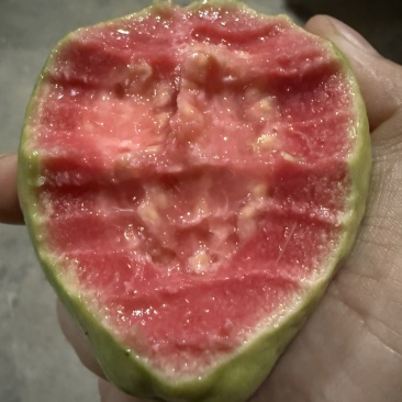 红心芭乐精品市场果大量供应