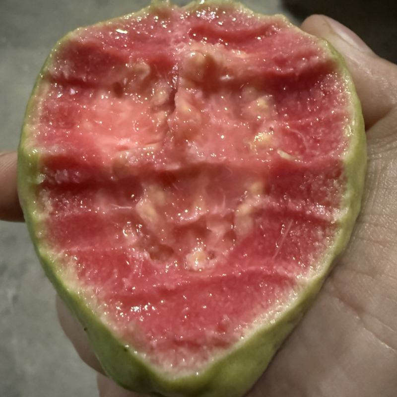 红心芭乐精品市场果大量供应