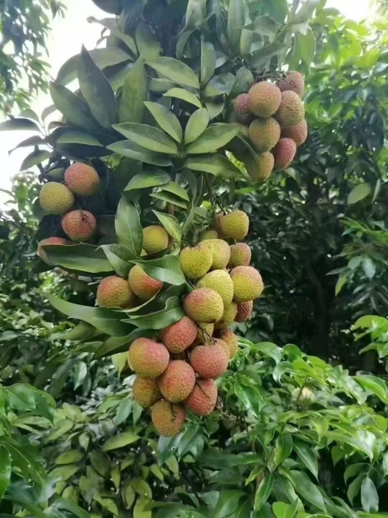 合江荔枝成熟了价格便宜可以大量批发零售
