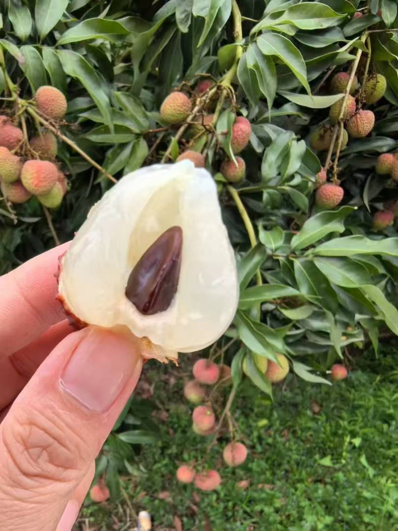 合江荔枝成熟了价格便宜可以大量批发零售