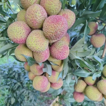 合江荔枝成熟了价格便宜可以大量批发零售