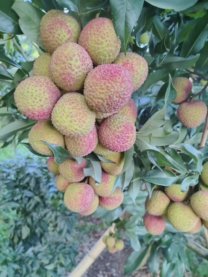 合江荔枝成熟了价格便宜可以大量批发零售