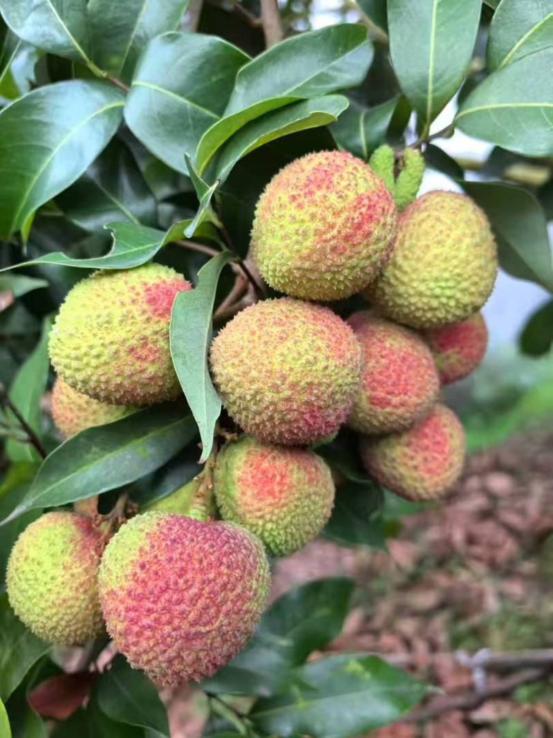 合江荔枝成熟了价格便宜可以大量批发零售