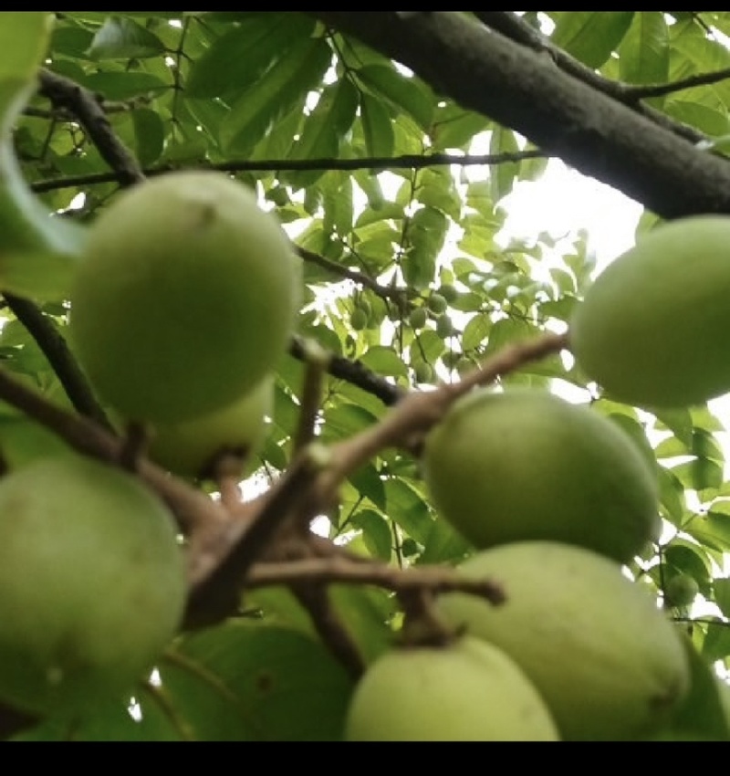 青橄榄黄橄榄