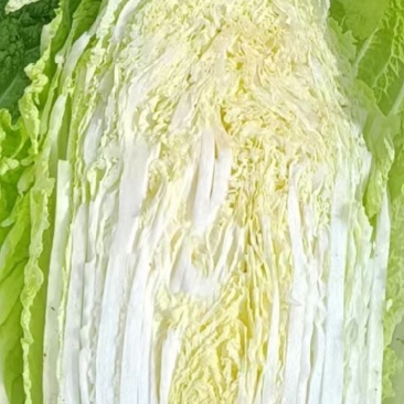 白菜