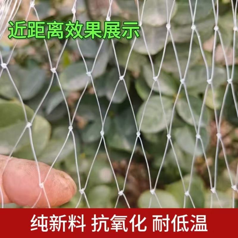 尼龙材质果园防鸟网樱桃葡萄防护网