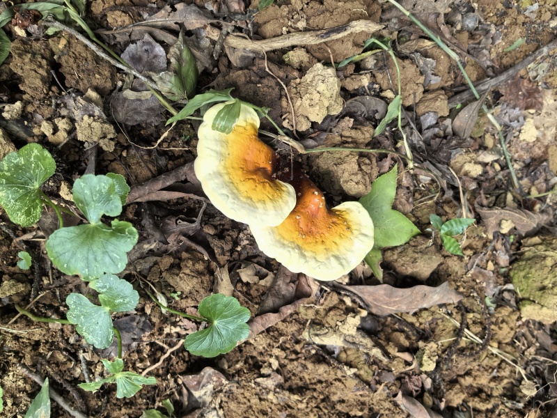 赤灵芝