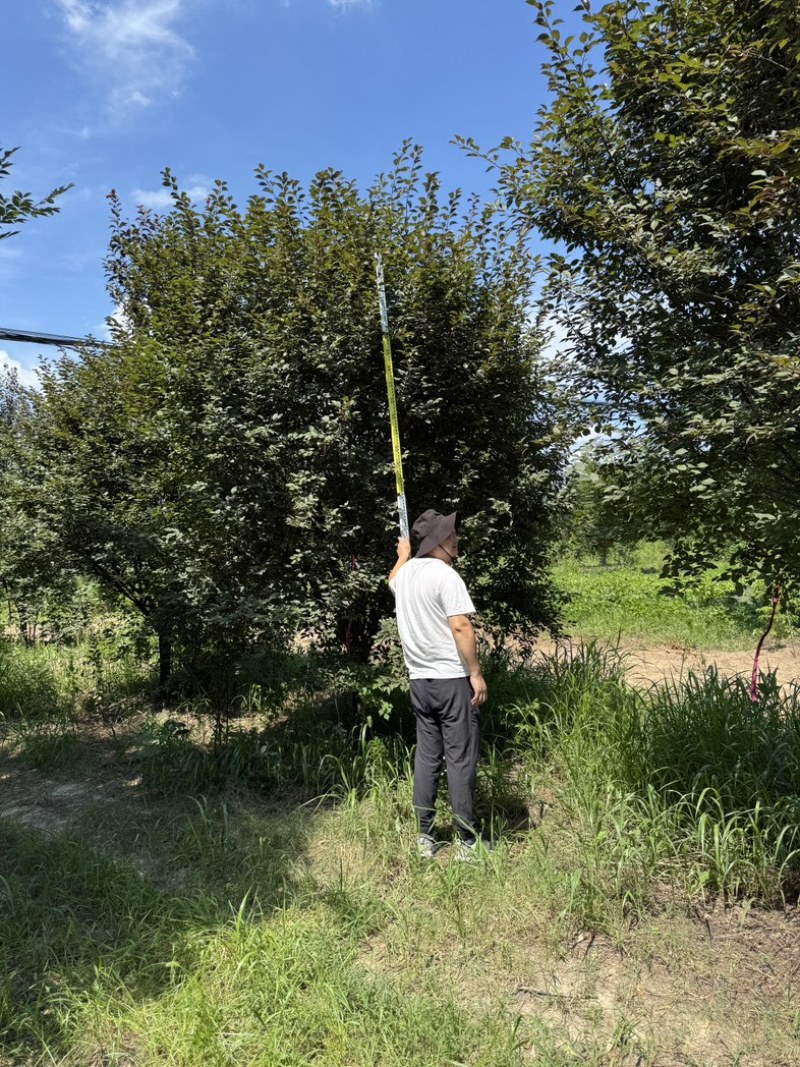 原生美人梅基地供应8-19公分