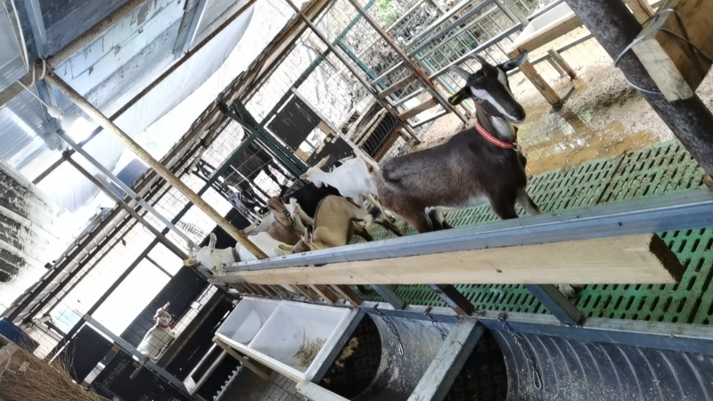 现挤鲜羊奶0添加滴滴鲜纯