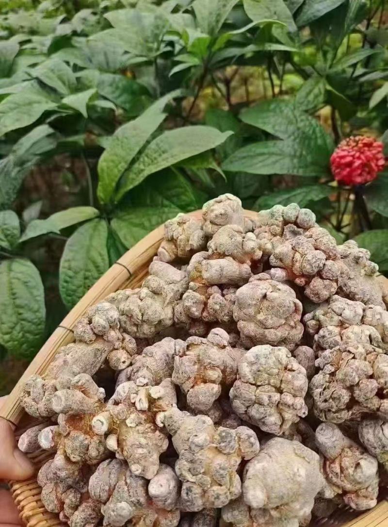 正宗三七24小时在线服务长期有货品种丰富