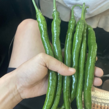 3号线椒