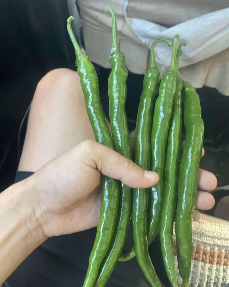 3号线椒