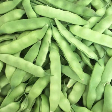 吉林油豆角大量上市量大从优保质保量可视频看货