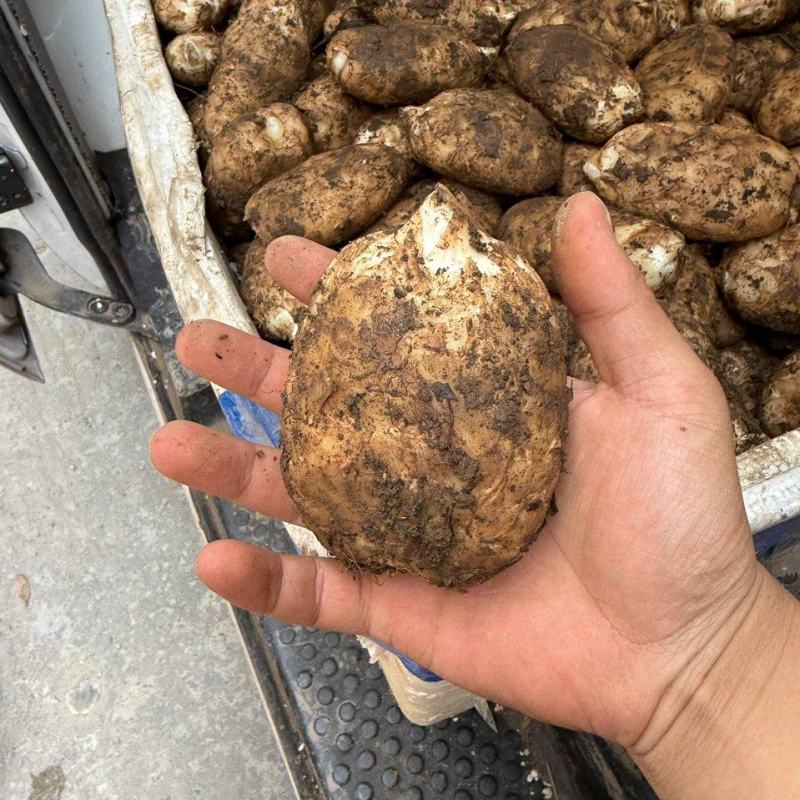 新品上市新鲜昭通天麻