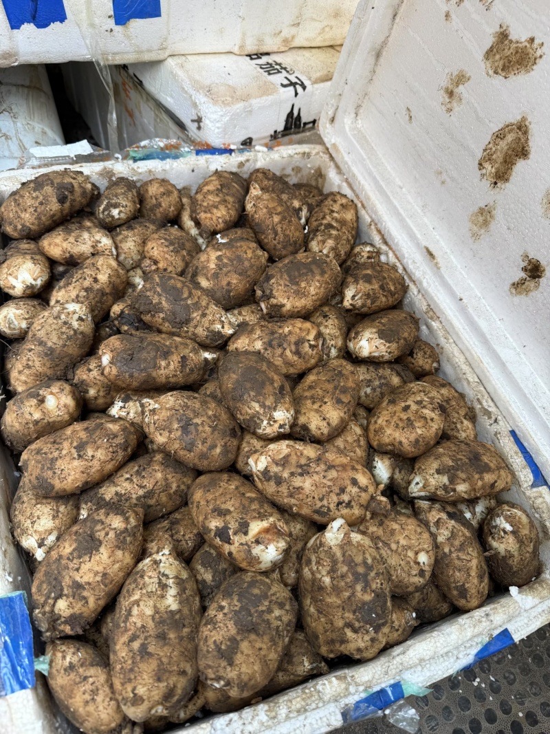 新品上市新鲜昭通天麻