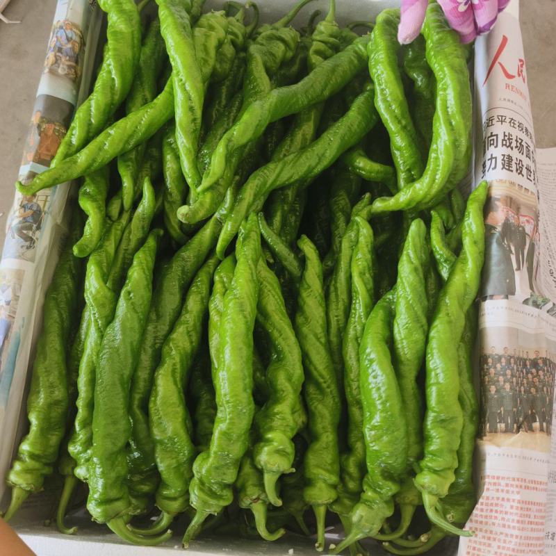 榆林麻花辣椒大量上市全螺精品