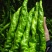 榆林麻花辣椒大量上市全螺精品