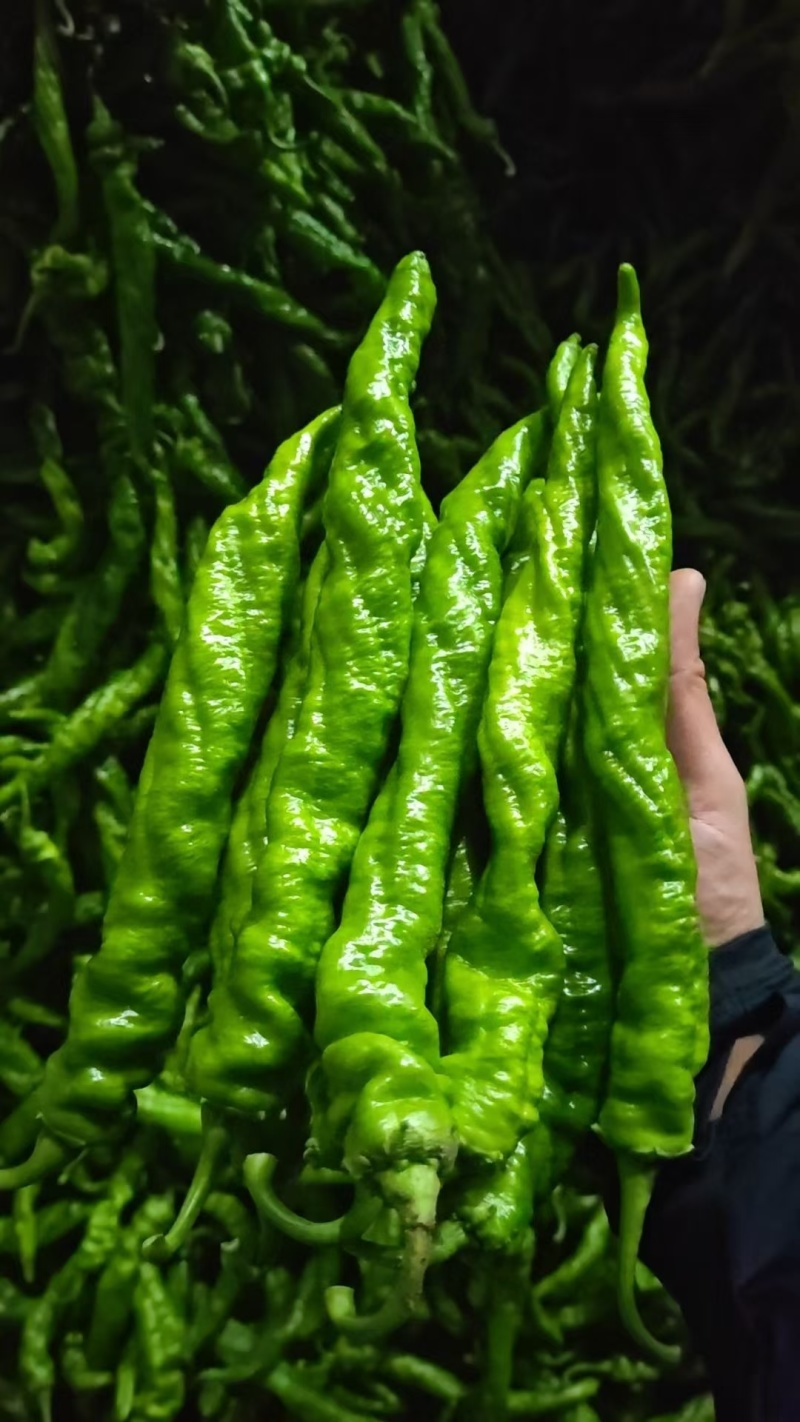 榆林麻花辣椒大量上市全螺精品