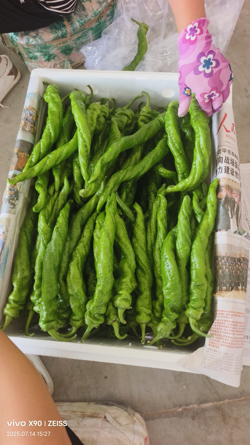 榆林麻花辣椒大量上市全螺精品