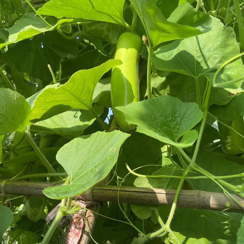 绿杂一号蒲瓜种子早熟皮色翠绿雌性强春秋种植瓠瓜种