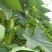 绿杂一号蒲瓜种子早熟皮色翠绿雌性强春秋种植瓠瓜种