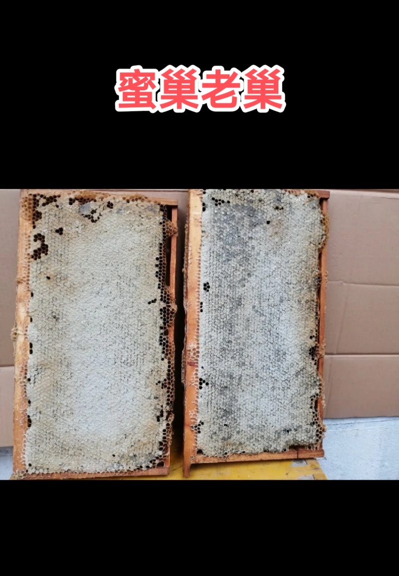 农家自养自销土蜂蜜，百花蜜，荆条蜜，荔枝龙眼蜜，蜂蜜巢