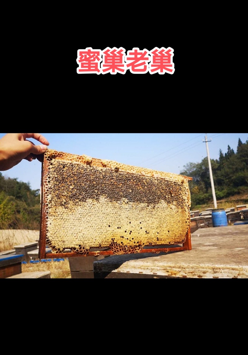 农家自养自销土蜂蜜，百花蜜，荆条蜜，荔枝龙眼蜜，蜂蜜巢