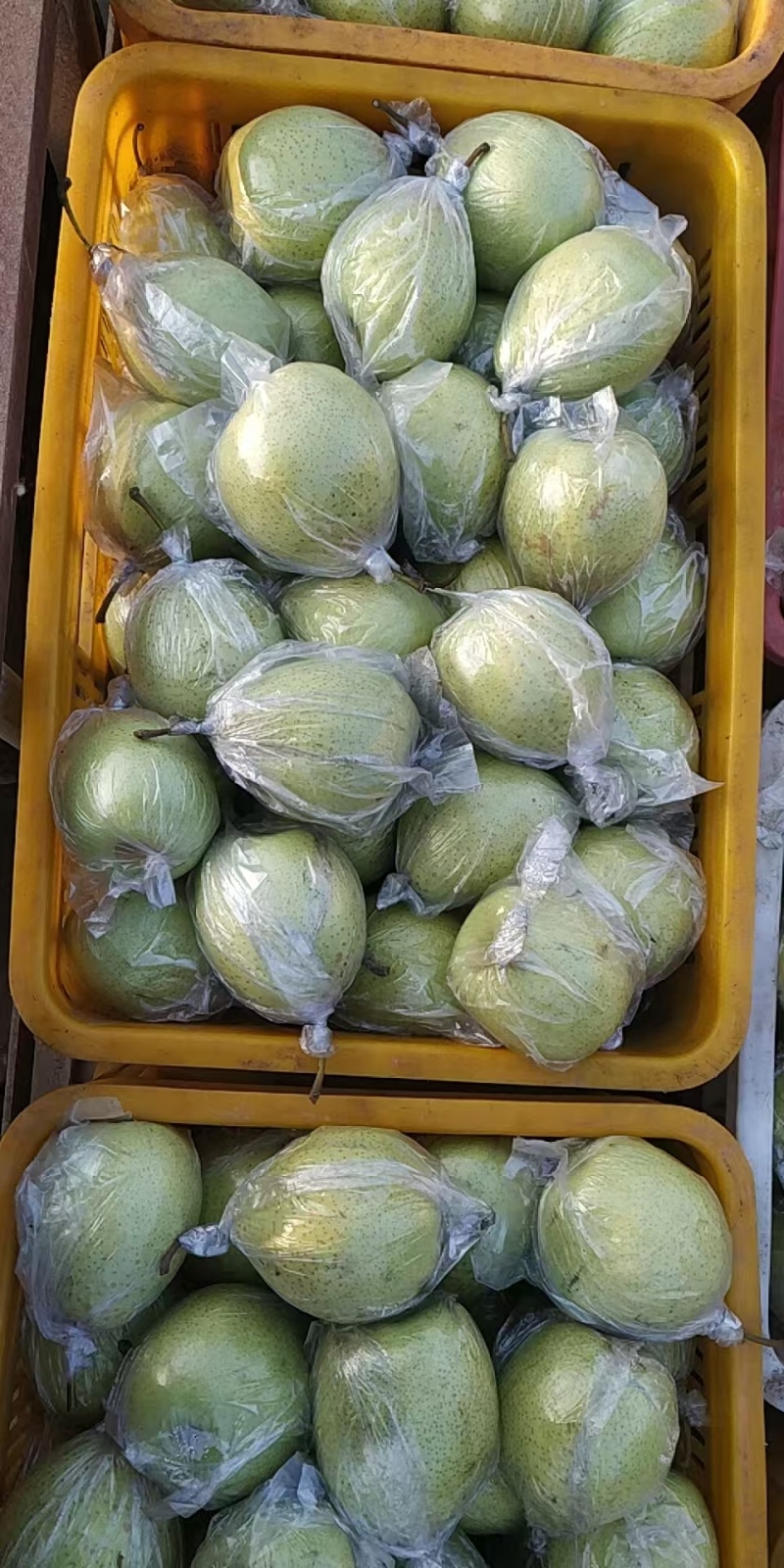 泊头皇冠梨
