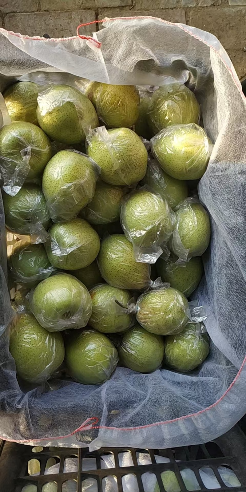 泊头皇冠梨