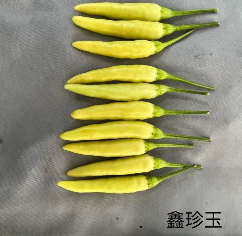 鑫珍玉早熟单生黄皮朝天椒种子光亮顺直味香辣黄红果两用