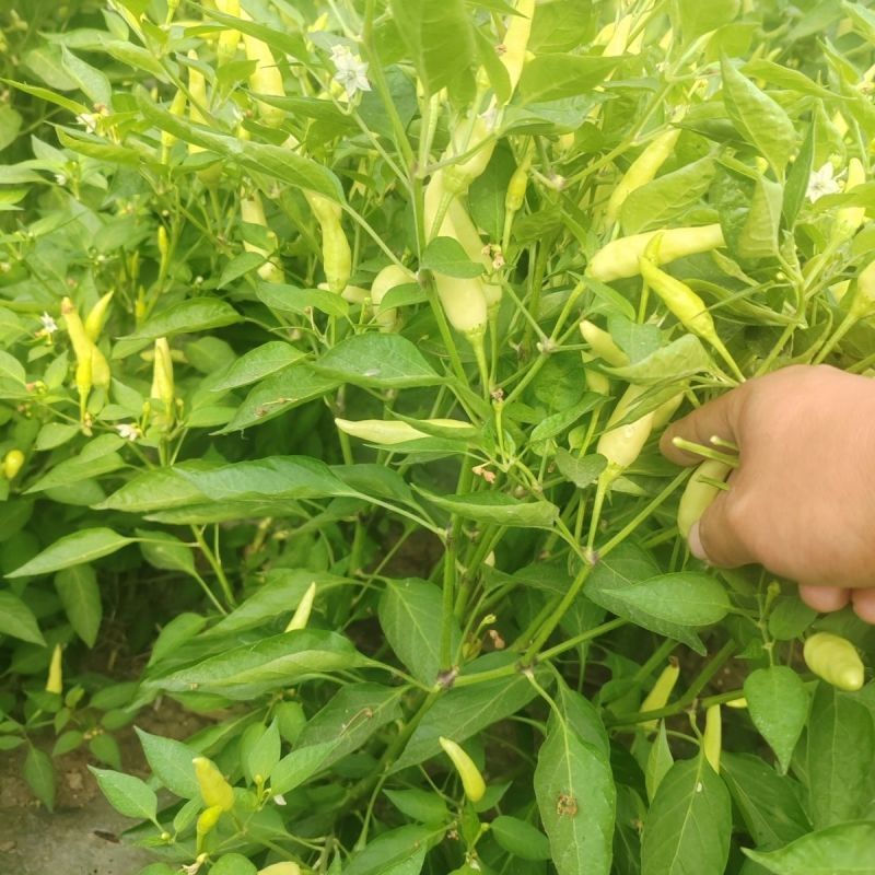 鑫珍玉早熟单生黄皮朝天椒种子光亮顺直味香辣黄红果两用