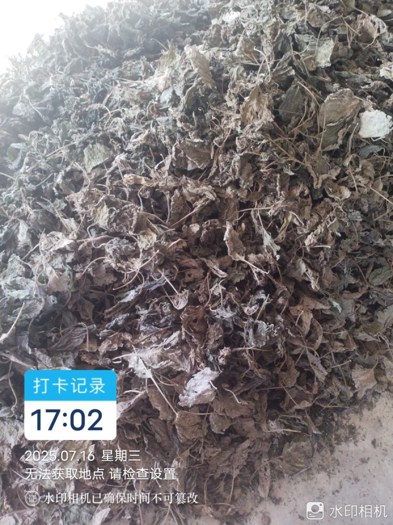 干紫苏叶
