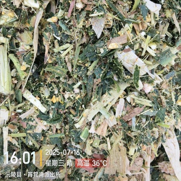 全株玉米青储